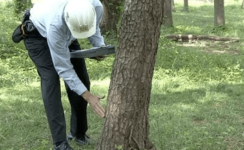 Tree Assessment & Disease Management